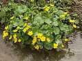 Caltha palustris sulle Alpi si spinge fino a 2000 m