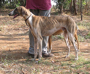 Mudhol Hound