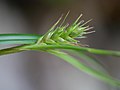 側小穂 先端にわずかに雄花部がある