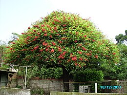 Дерево Erythrina crista-galli у Мар-дель-Платі