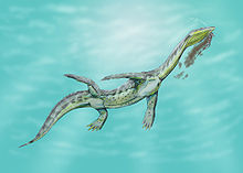 Nothosaurs still had functional legs. Ceresiosaurus12.jpg