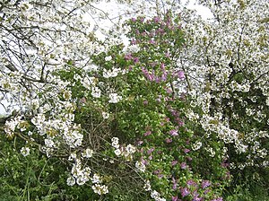 Cherry Blossom Uk