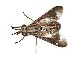 Chrysops aberrans