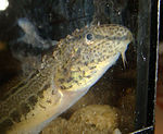 Cobitis-tanaitica-zag-2013-урожай DSC05779.jpg