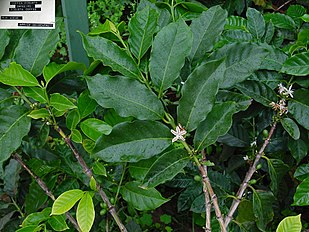 Coffea canephora