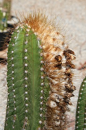 Coleocephalocereus fluminensis. Verson sivulla näkyy kovera kefalio.