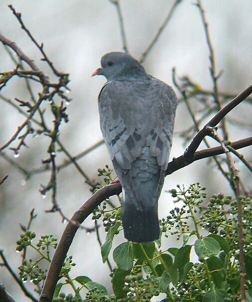 Ficheiro:Columba oenas0.jpg