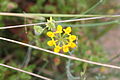 Вязель ситниковый (Coronilla juncea)
