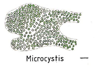 Kolonie von Microcystis. Balken ca. 10 µm