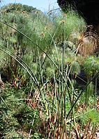 Cyperus papyrus culms were used by the ancient Egyptians to make papyrus for writing.