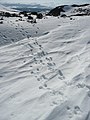Deer tracks in snow.