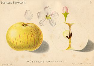 Müschens Rosenapfel, Illustration von 1883