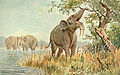 Deinotherium