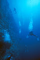 Bir dalgıç dikey resifte, Peleliu Adası.