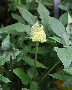 Käärmelonkio (Dorstenia contrajerva)