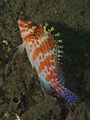 Dwarf hawkfish at Dauin Philippines, 2012