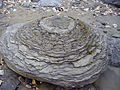 rock formation (concretion) found on East Beach, Lyme Regis