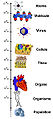 Vignette pour la version du 21 juillet 2007 à 18:44