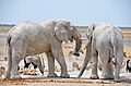 Elefanten an der Nebrownii Wasserstelle