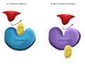 Enzyme inhibitors slow or stop the catalytic activity of enzymes by binding with their active sites.(A) Competitive inhibitors interfere directly with an enzyme’s binding site to ensure the substrate cannot fit. (B) Non-competitive inhibitors bind to an allosteric site of an enzyme, changing its shape