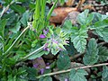 Miniatura para Erodium moschatum