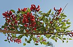 Erythrina fusca 3689.jpg