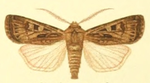 Euxoa distinguenda – Specimen