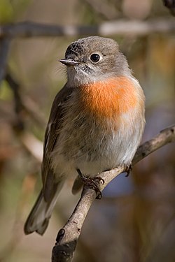 Female scarlet robin.jpg
