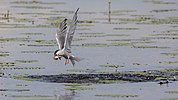 1. Platz 2017: Eine Fluss-Seeschwalbe im Europareservat Federsee