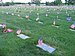 Flags that were placed on gravesites at Fort L...