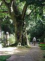 Die ungefähr 150 Jahre alte Buche auf dem Hauptfriedhof, Gewann C, wurde im März 2006 gefällt. Sie war krank und nicht mehr zu retten.