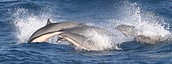 Pienoiskuva sivulle Lyhytkuonodelfiini