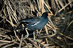 Gallinula galeata.