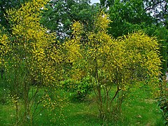 Genista aetnensis 001.JPG