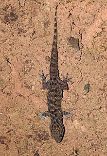 A Giri's Bookish Gecko on a light clay ground. The gecko itself is brown with black and tan spots and has a tail roughly equal in length to its body. The back half of the tail is striped and its hands are lighter than the rest of its skin.