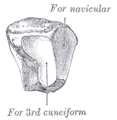 Het linker os cuneiforme intermedium, van posterolateraal