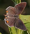 Adult, dorsal view.