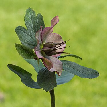 Helleborus orientalis (created and nominated by Famberhorst)