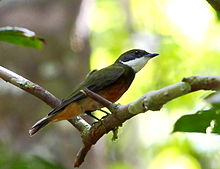 Heterocercus-flaviverteks - Flav-kronita Manakin.JPG