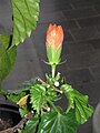 Hibiscus cultivar bud