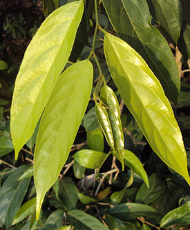 Hydnocarpus pentandra
