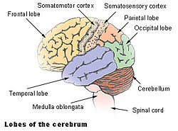 Illu cerebrum lobes.jpg