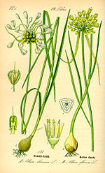 Thumbnail for Allium oleraceum