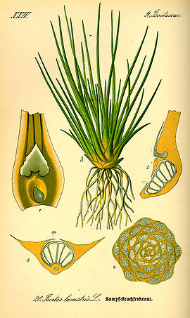 Isoetes lacustris