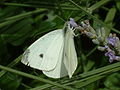 Kohlweißling, Large White