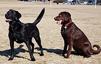 Two Labrador Retrievers.