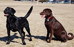 Labradores de color negro y chocolate