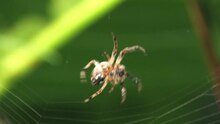 Файл: Larinioides cornutus, создающий паутину, Волленберг, Гессен, Германия - 20110425.ogv