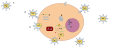 A retrovirus has a membrane that contains glycoproteins, which are able to bind to a receptor protein on a host cell. Within the cell there are two strands of RNA that have three enzymes, protease, reverse transcriptase, and integrase (1). The first step of replication is the binding of the glycoprotein to the receptor protein (2). Once these have been bound the cell membrane degrades and becomes part of the host cell, and the RNA strands and enzymes go into the cell (3). Within the cell, reverse transcriptase creates a complementary strand of DNA from the retrovirus RNA and the RNA is degraded, this strand of DNA is known as cDNA (4). The cDNA is then replicated, and the two strands form a weak bond and go into the nucleus (5). Once in the nucleus, the DNA is integrated into the host cells DNA with the help of integrase (6). This cell can either stay dormant, or RNA may be synthesized from the DNA and used to create the proteins for a new retrovirus (7). Ribosome units are used to transcribe the mRNA of the virus into the amino acid sequences which can be made into proteins in the Rough Endoplasmic Reticulum. This step will also make viral enzymes and capsid proteins (8). Viral RNA will be made in the nucleus. These pieces are then gathered together and are pinched off of the cell membrane as a new retrovirus (9).