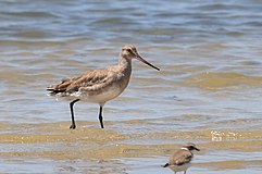 Limosa haemastica -Rio Grande, Rio Gande do Sul, Brazil-8.jpg